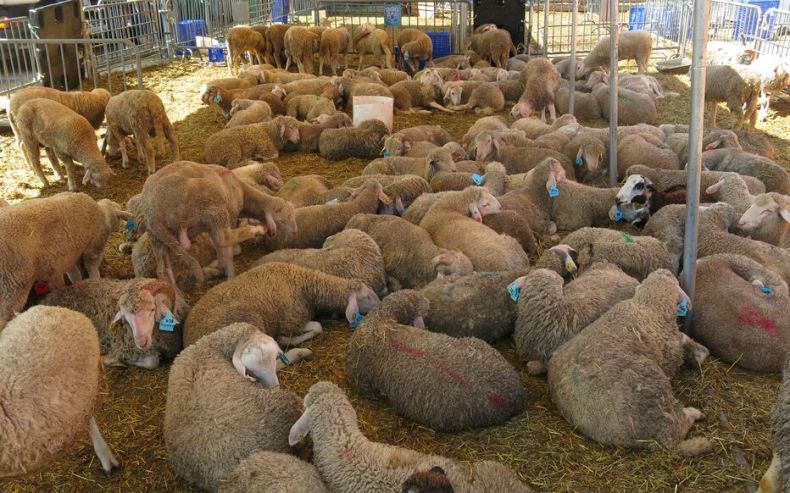 L’Aïd El Adha célébré le dimanche 16 juin