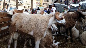 سماسرة يبيعون الأضاحي بعيدا عن أعين الرقابة!