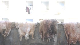 هكذا تستفيد البلاد من ملايين جلود الأضاحي ولا تهدر في الطبيعة