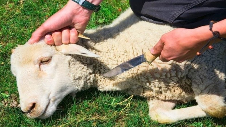 تعرّف على مكروهات ذبح أضحية العيد