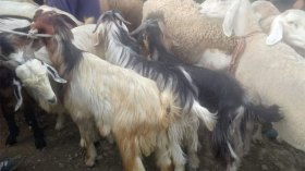 زيادة الطلب على الماعز والعجول في سوق الأضاحي