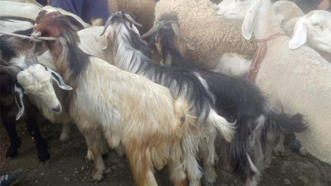 زيادة الطلب على الماعز والعجول في سوق الأضاحي
