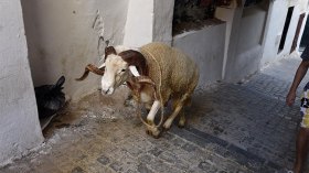 مدرسة الأضحى