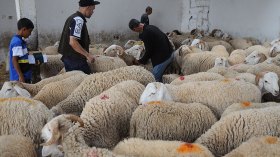 إطارات وموظفون سامون يزاحمون “الزوالية” على أضاحي “الكريدي”!