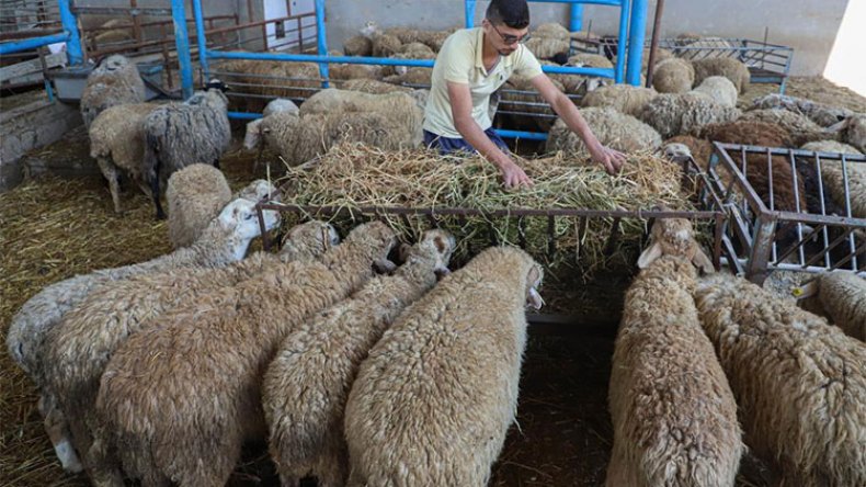 “البركة” تطلق حملة “اجعل نصيبك من أضحيتك لغزة”