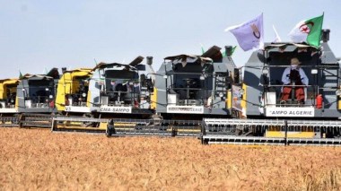 La production abondante de blé dur a permis d’assurer 1,2 milliard de dollars au profit du Trésor