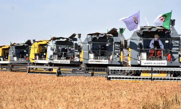 La production abondante de blé dur a permis d’assurer 1,2 milliard de dollars au profit du Trésor