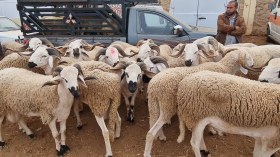 هذه هي نقاط بيع الأضاحي في الجزائر العاصمة