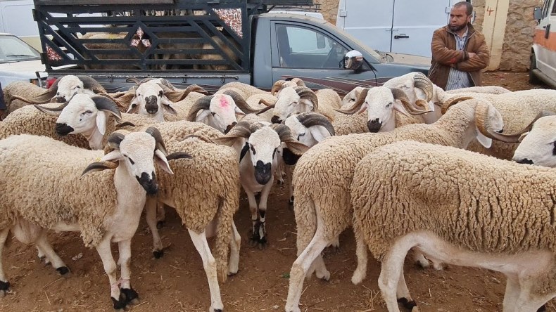 هذه هي نقاط بيع الأضاحي في الجزائر العاصمة