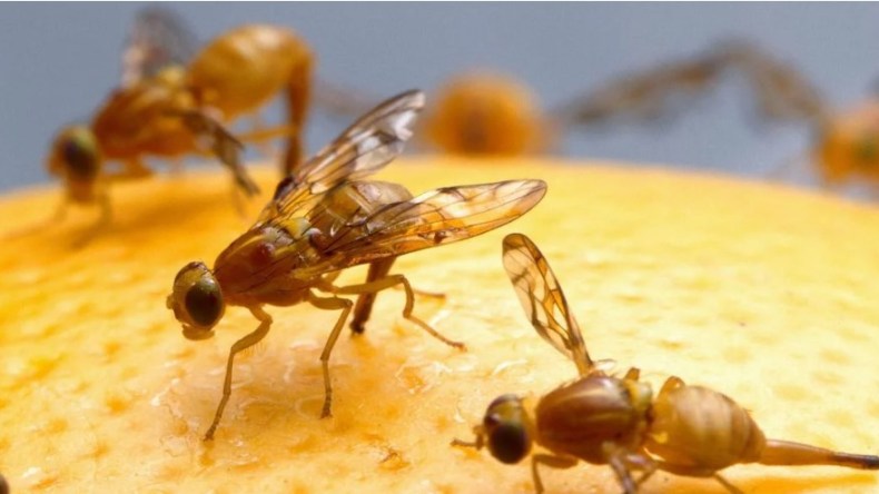 خبير بريطاني يتحدث عن مكوّن شائع في المطبخ يبعد الذباب عن المنزل!