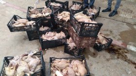 ضبط أكثر من 23 قنطارا من لحوم الدجاج الفاسدة في مذبح سري بوهران