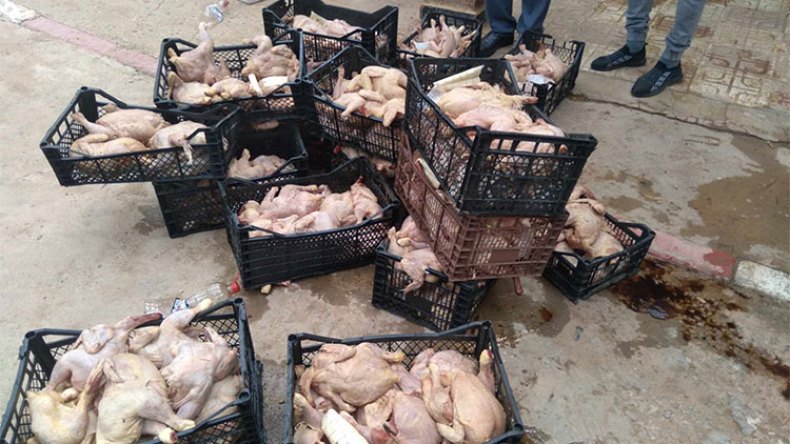 ضبط أكثر من 23 قنطارا من لحوم الدجاج الفاسدة في مذبح سري بوهران