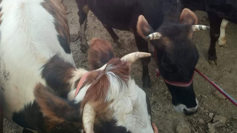 حسابات الجزائريين تميل نحو التضحية بالأبقار