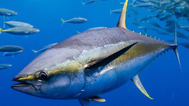 إنطلاق أول سفينة جزائرية لتفتيش صيد التونة الحمراء في المياه الدولية