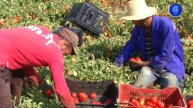 الشلـف 2.5 مليـون قنـطار مـن الطماطـم الصناعيـة رهينـة ضعـف وحـدات التحويـل