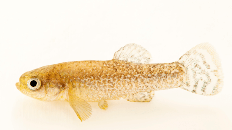 باحث جزائري يعثر على سمكة “مهدّدة بالانقراض” في بشار