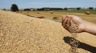 Les prix du blé en baisse: voici la cause