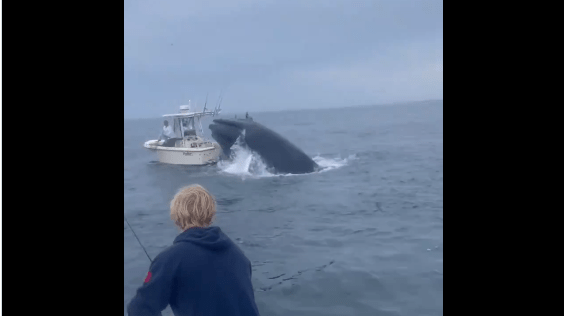 Impressionnant! Une baleine fait chavirer un bateau (VIDEO)