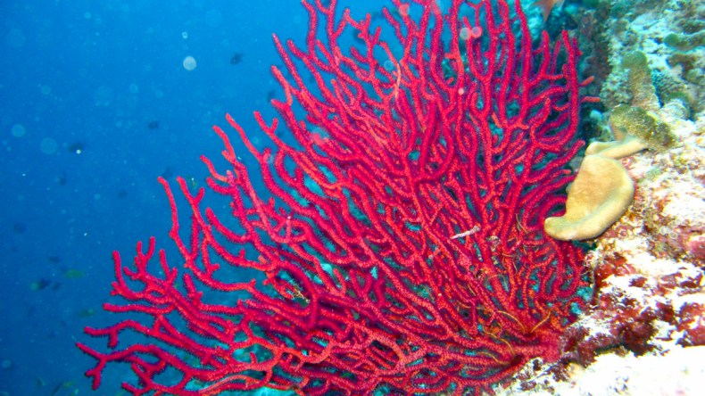 هذا هو جديد صيد وصناعة المرجان في الجزائر