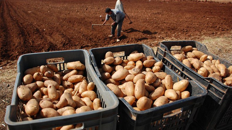 توفير قرابة 150 ألف طن من البطاطا الطازجة قريبا
