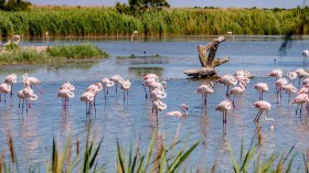 Oum El Bouaghi: 300 flamants roses menacés sauvés par des bénévoles