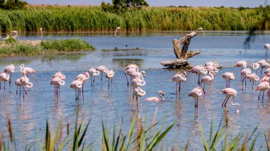 Oum El Bouaghi: 300 flamants roses menacés sauvés par des bénévoles