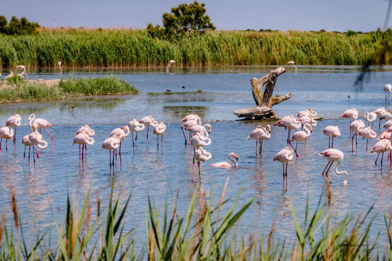 Oum El Bouaghi: 300 flamants roses menacés sauvés par des bénévoles
