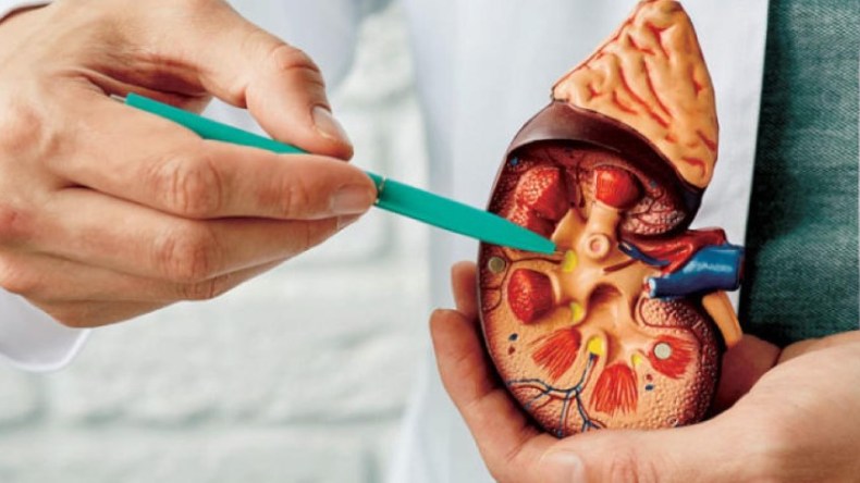 “تحفّز نشوء الحصى في الكلى”.. خبير روسي يحذّر من هذه الأطعمة!