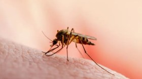 يستهويه اللون الأسود والأخضر والأحمر.. البعوض يضرب جهاز مناعتك