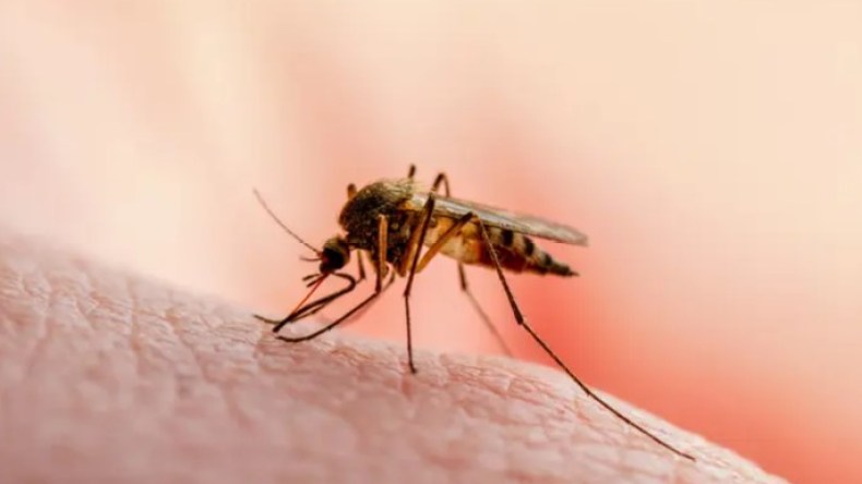 يستهويه اللون الأسود والأخضر والأحمر.. البعوض يضرب جهاز مناعتك