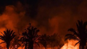 Biskra: 180 palmiers ravagés par un incendie dans la commune d’Ourlal