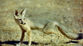 تعرف على الثعلب الشاحب الذي تم رصده في صحراء الجزائر لأول مرة (فيديو)