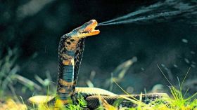 ماذا تفعل إذا واجهك ثعبان؟