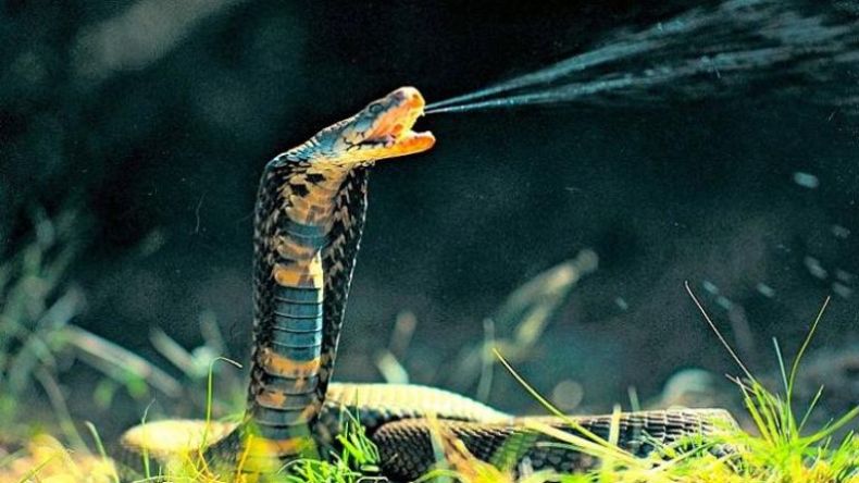 ماذا تفعل إذا واجهك ثعبان؟