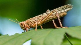 جراد غريب يجتاح ولاية سطيف ويثير استغراب السكان