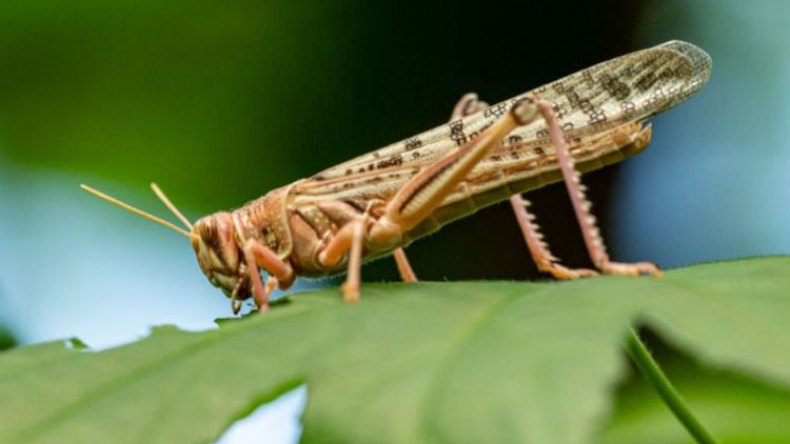 جراد غريب يجتاح ولاية سطيف ويثير استغراب السكان