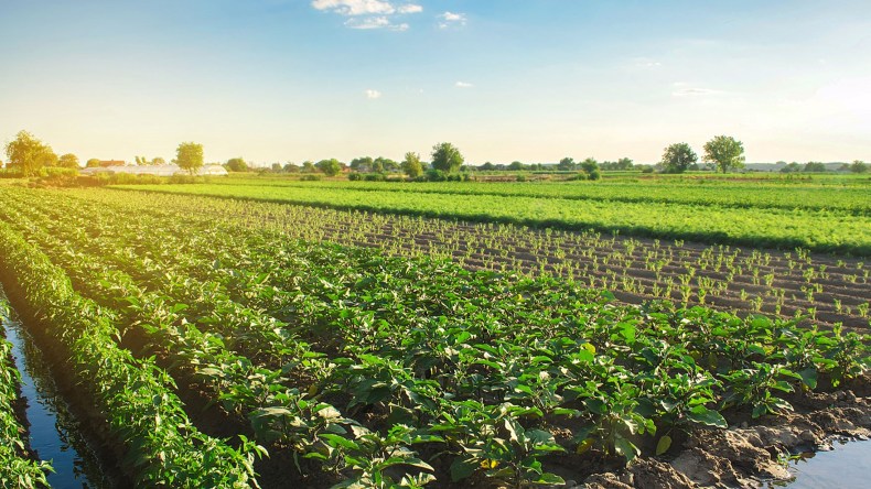 منح 6600 هكتار من العقار الفلاحي لفائدة المستثمرين