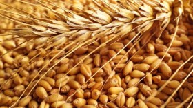 وزير المالية: 397 مليار دينار لتغطية فوارق أسعار بيع الحبوب