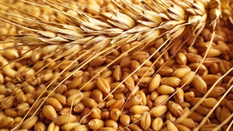 وزير المالية: 397 مليار دينار لتغطية فوارق أسعار بيع الحبوب