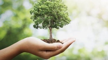 حبيبُ الشجرة