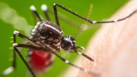 لماذا يلسعك البعوض دون غيرك؟ العلم يجيب