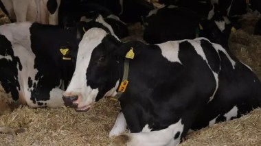 Début ce lundi de la vaccination des bovins contre la streptococcie