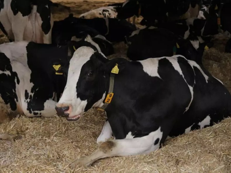 Début ce lundi de la vaccination des bovins contre la streptococcie