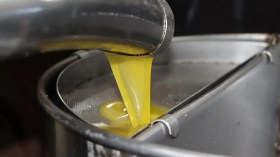 Production de l’huile d’olive: L’Algérie dans le Top 10 mondial