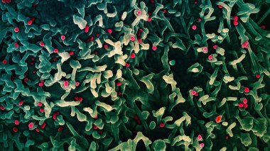 L’agence de santé de l’Union africaine déclare «une urgence de santé publique»