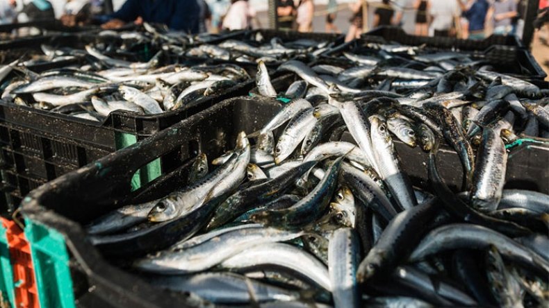 الصيّادون يرحّبون.. وخطوات جيدة نحو مراقبة الثروة السمكية