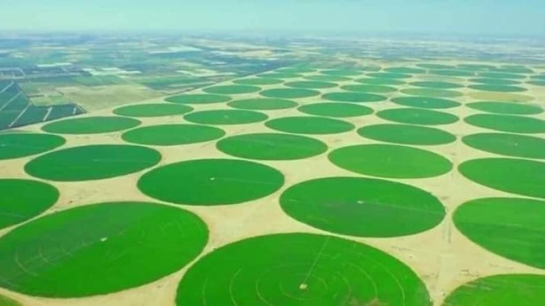 10 آلاف هكتار لقطب فلاحي في الزراعات الاستراتيجية بشراكة جزائرية-قطرية