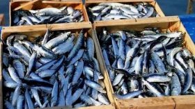 وزارة الصيد البحري توضح بخصوص تراجع أسعار السردين