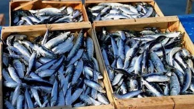 وزارة الصيد البحري توضح بخصوص تراجع أسعار السردين