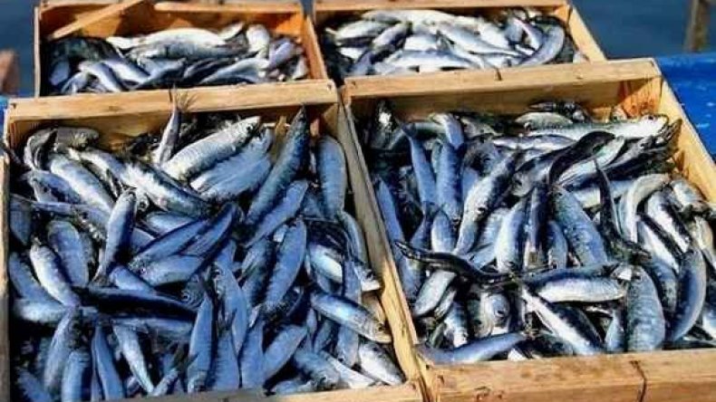 وزارة الصيد البحري توضح بخصوص تراجع أسعار السردين